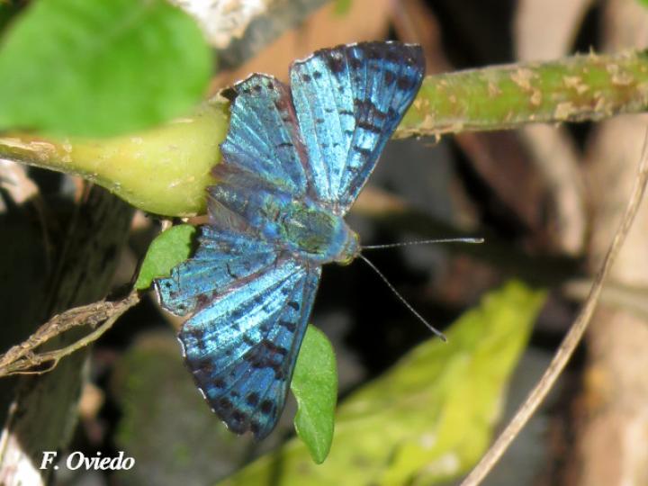 Lasaia agesilas agesilas (Mariposa azul brillante de parche)