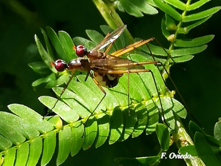 Micropeza albiseta (Mosca zancuda)