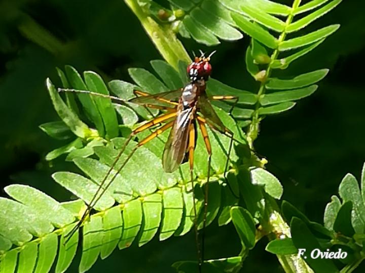 Micropeza albiseta (Mosca zancuda)