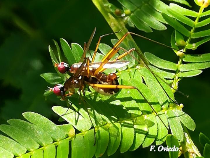 Micropeza albiseta (Mosca zancuda)