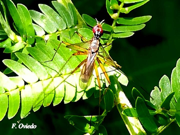Micropeza albiseta (Mosca zancuda)