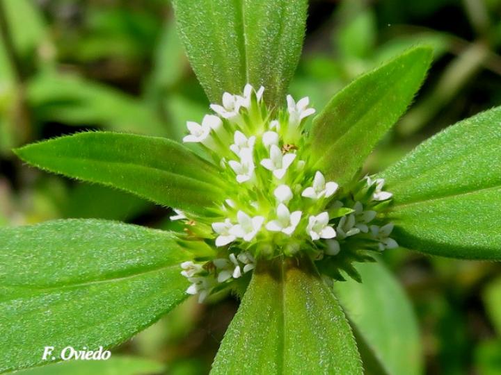 Mitracarpus hirtus
