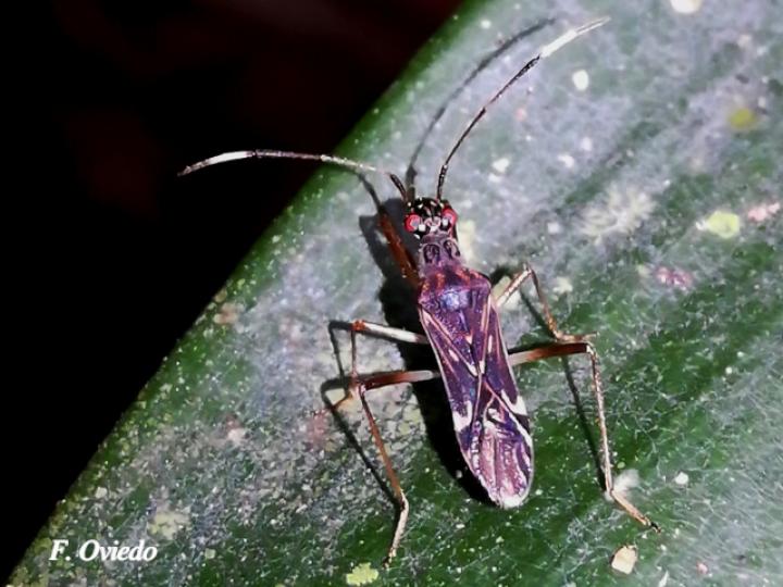 Neopamera neotropicalis (Chinche de semillas color tierra)