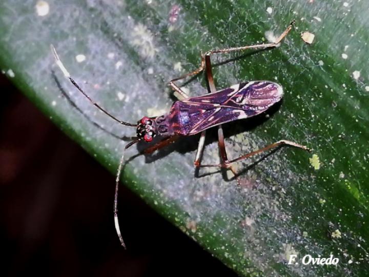 Neopamera neotropicalis (Chinche de semillas color tierra)