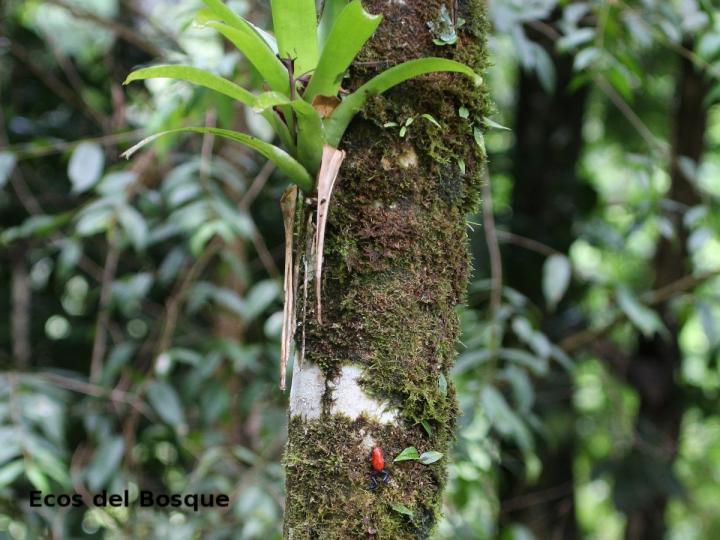 Rana roja: comportamiento reproductivo.