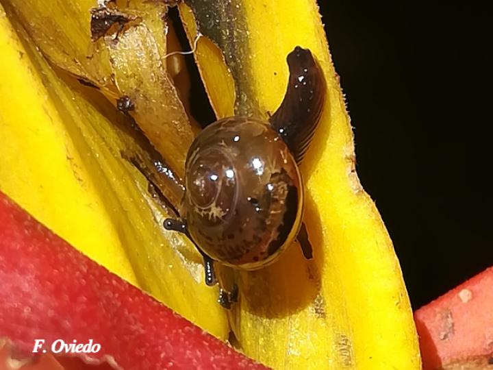 Ovachlamys fulgens (Caracol saltarín)