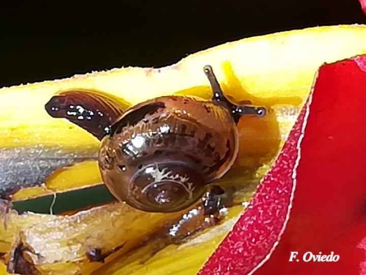 Ovachlamys fulgens (Caracol saltarín)