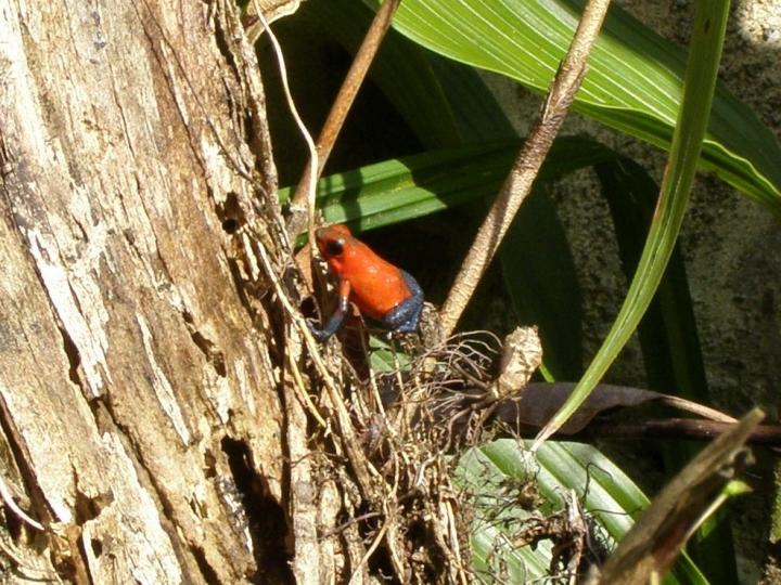 Rana roja: comportamiento reproductivo.
