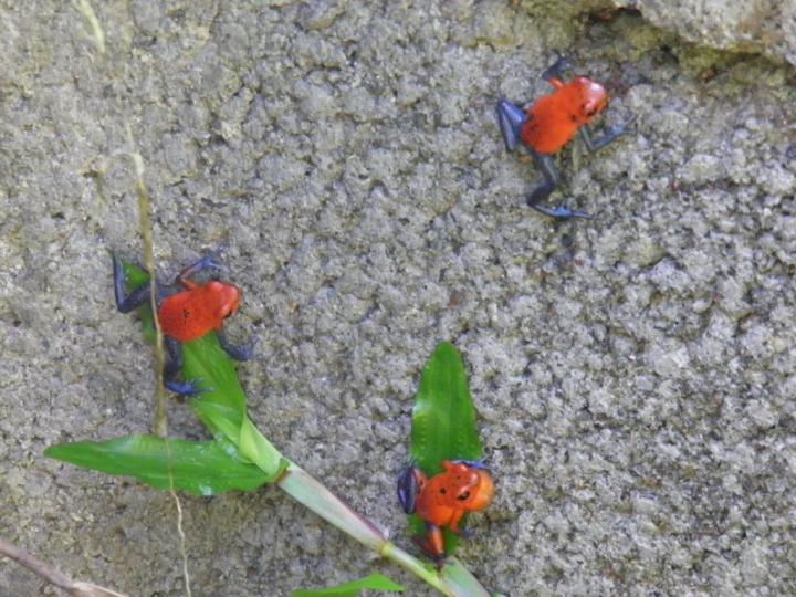 Rana roja: comportamiento reproductivo.