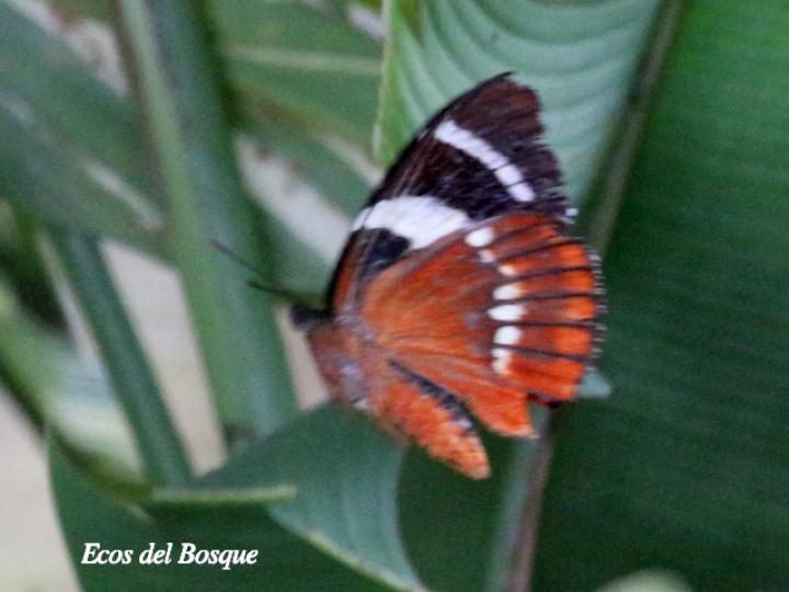 Telchin evalthe tica ()Polilla mariposa