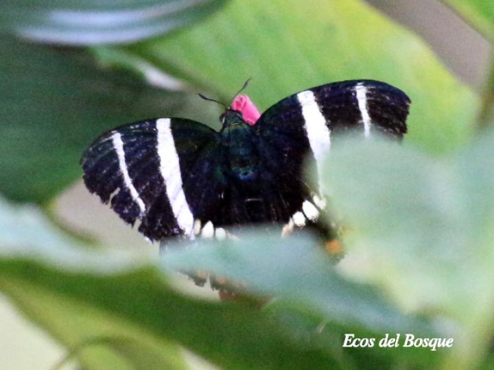 Telchin evalthe tica ()Polilla mariposa