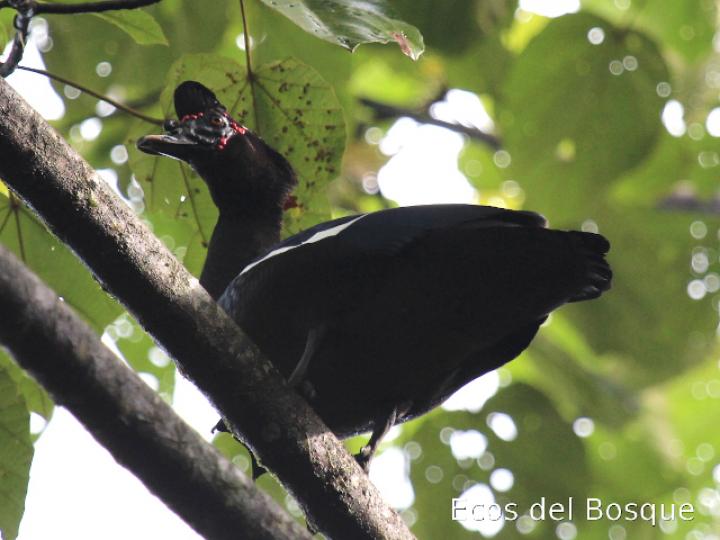 Cairina moschata (Pato real)