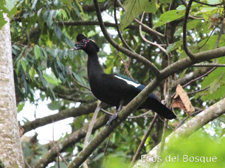 Cairina moschata (Pato real)