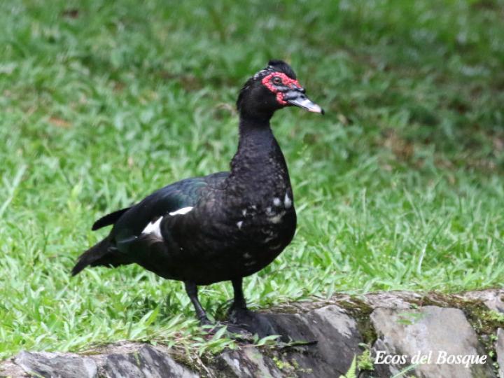 Cairina moschata (Pato real)