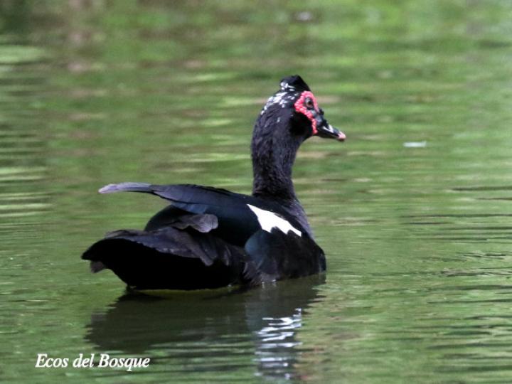 Cairina moschata (Pato real)