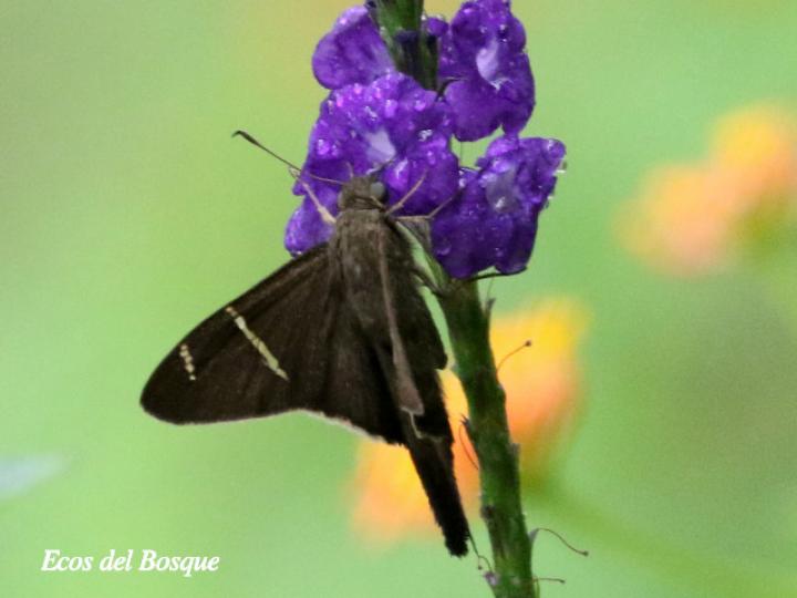 Cercoptera trebia (Cola larga de gorra blanca)