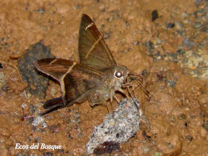 Cercoptera trebia (Cola larga de gorra blanca)