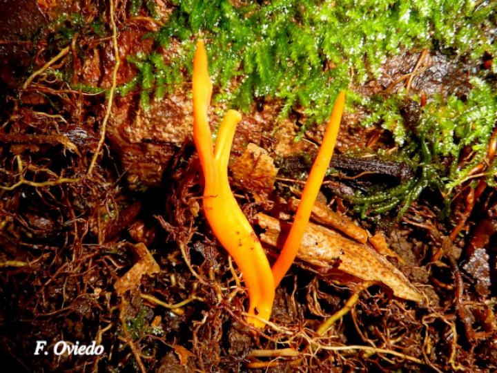 Clavulinopsis laeticolor (Hongo coral naranja)