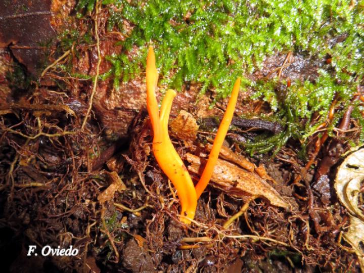 Clavulinopsis laeticolor (Hongo coral naranja)