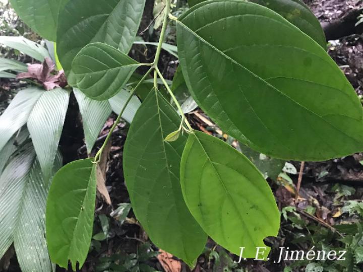 Cordia correae (Muñeco)