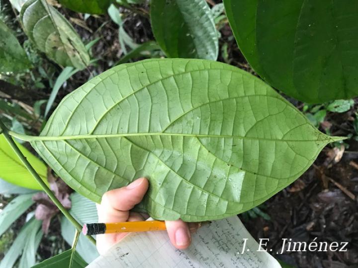 Cordia correae (Muñeco)