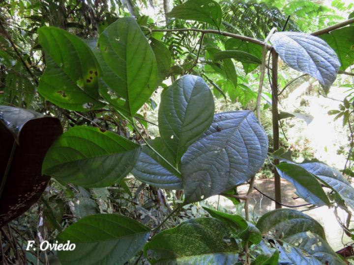 Cordia correae (Muñeco)