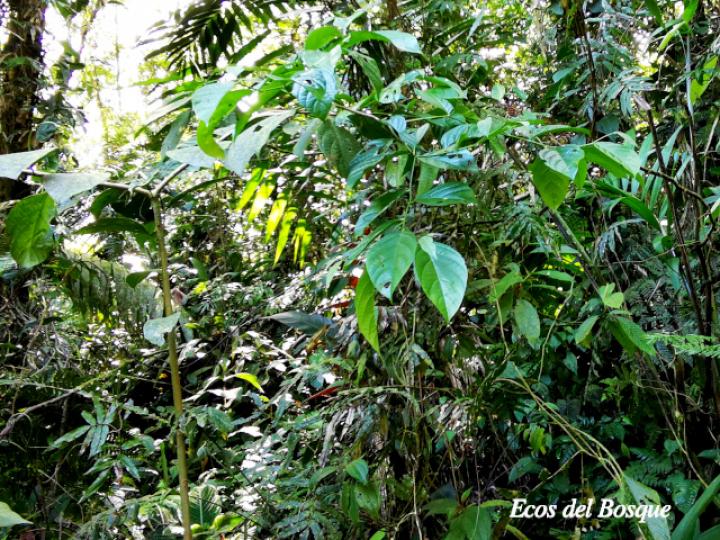 Cordia correae (Muñeco)