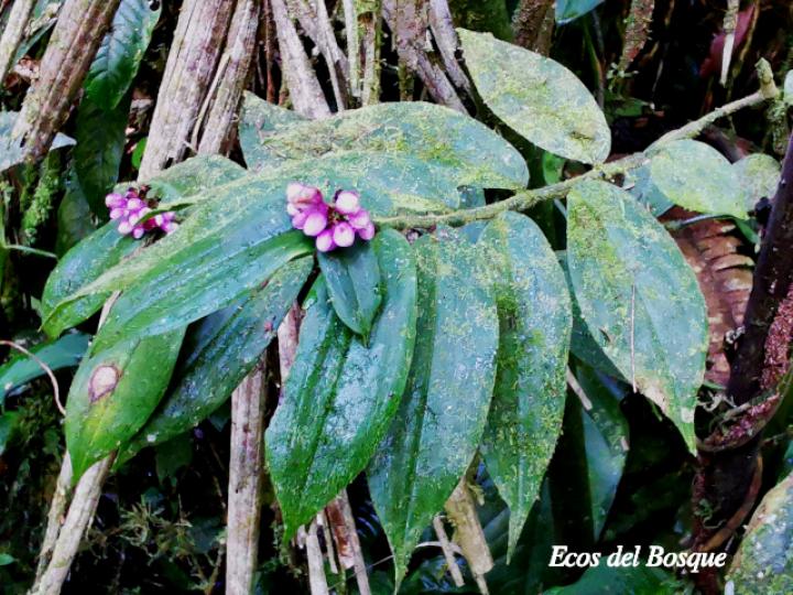 Dichorisandra hexandra