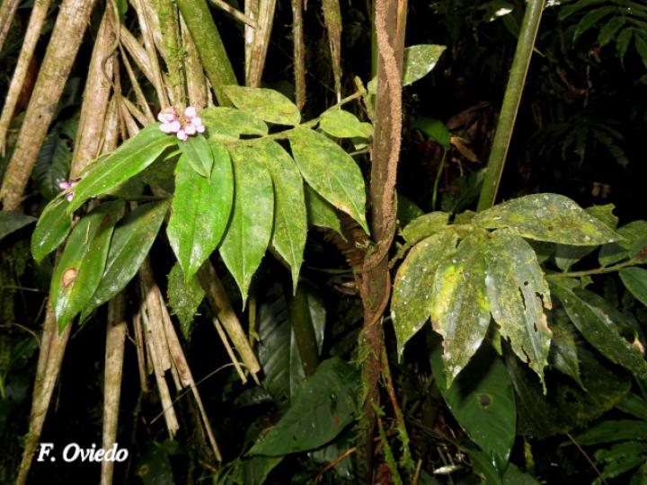 Dichorisandra hexandra