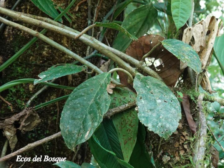 Drymonia glandulosa