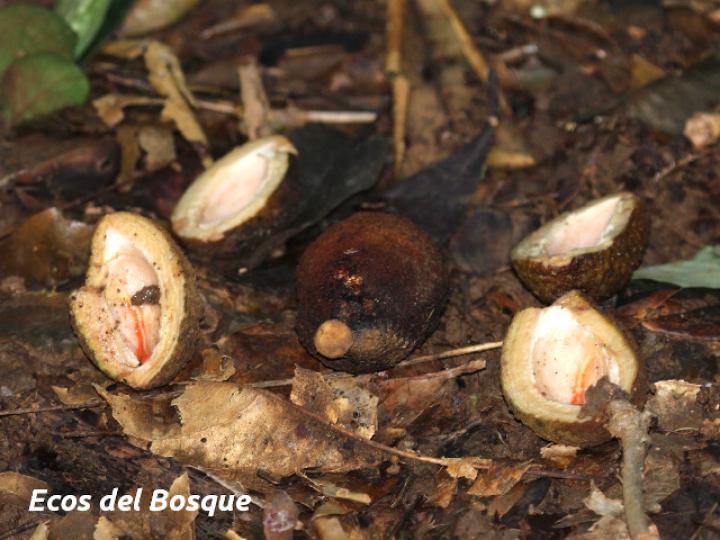 Dussia macroprophyllata