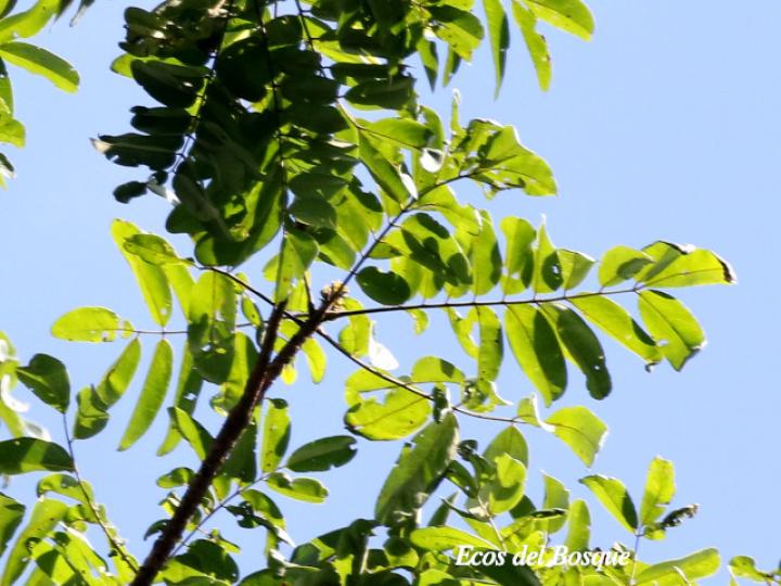 Dussia macroprophyllata
