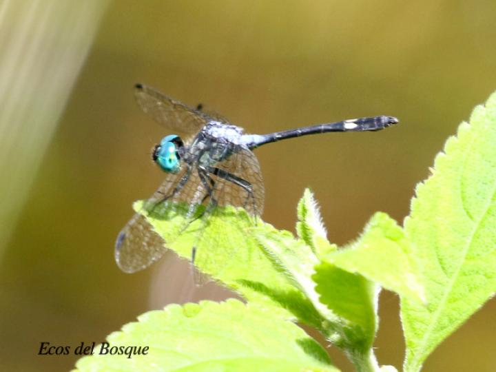 Dythemis nigra (Rayadora vigilante de ojos azules)