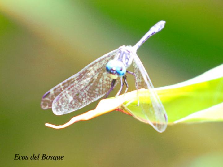 Dythemis nigra (Rayadora vigilante de ojos azules)