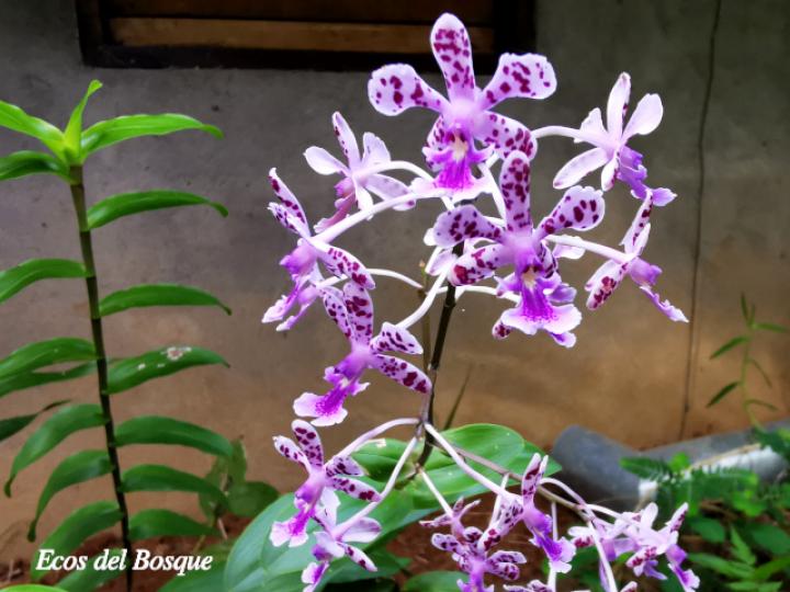 Epidendrum schumannianum