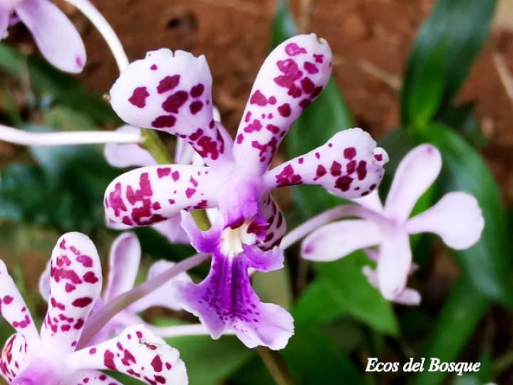 Epidendrum schumannianum