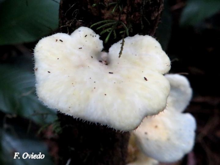 Favolus tenuiculus (Oreja blanca)