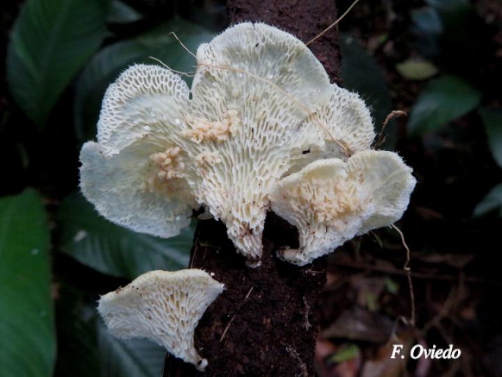 Favolus tenuiculus (Oreja blanca)
