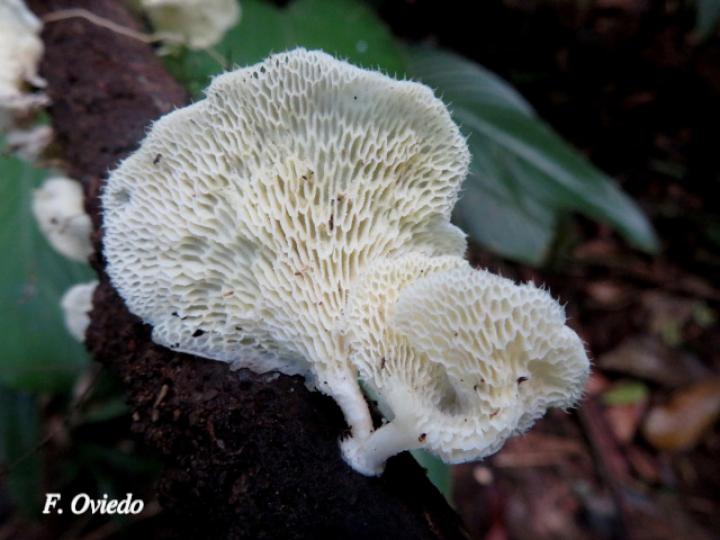 Favolus tenuiculus (Oreja blanca)