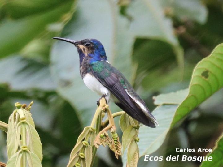 Florisuga mellivora (Jacobino nuquiblanco)