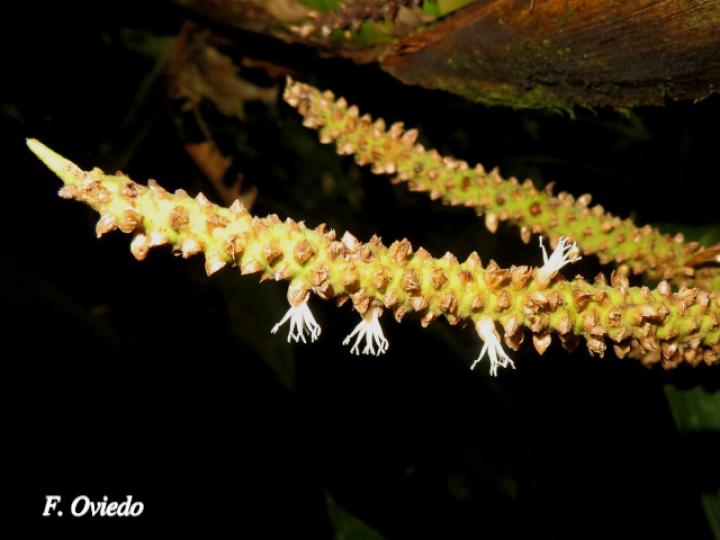 Geonoma congesta (Caña de danta)
