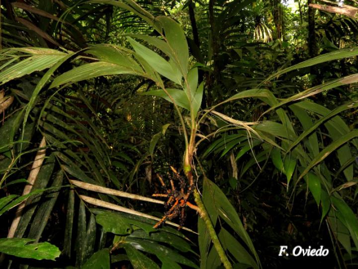 Geonoma congesta (Caña de danta)