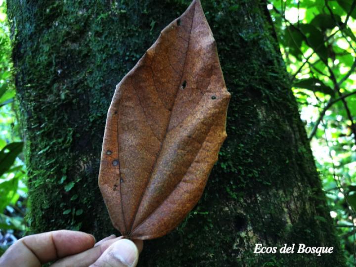 Hampea appendiculata (Burío ratón)