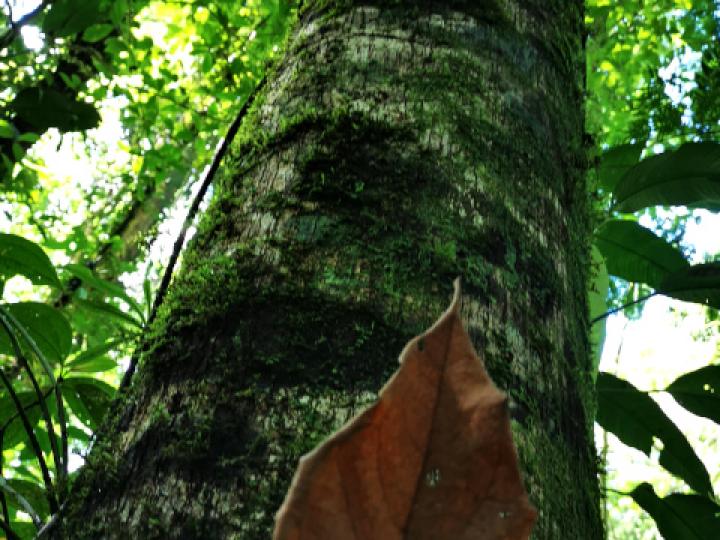 Hampea appendiculata (Burío ratón)