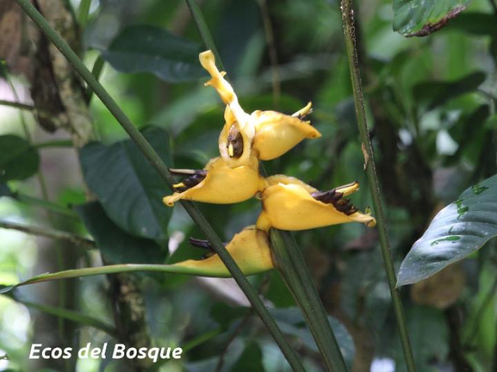 Heliconia umbrophilla