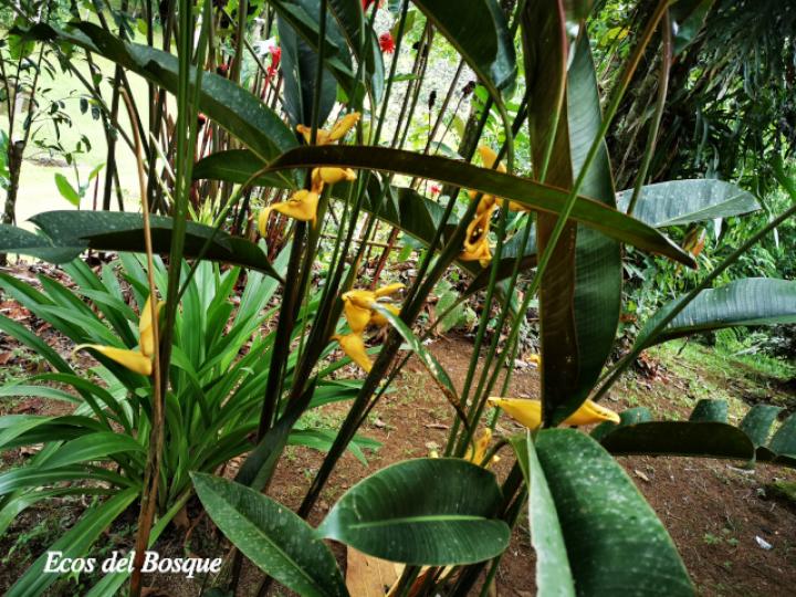 Heliconia umbrophilla