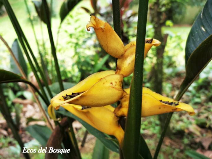 Heliconia umbrophilla