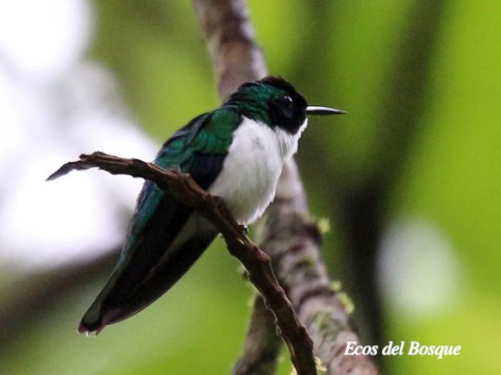 Heliothryx barroti (Colibrí picopunzón)