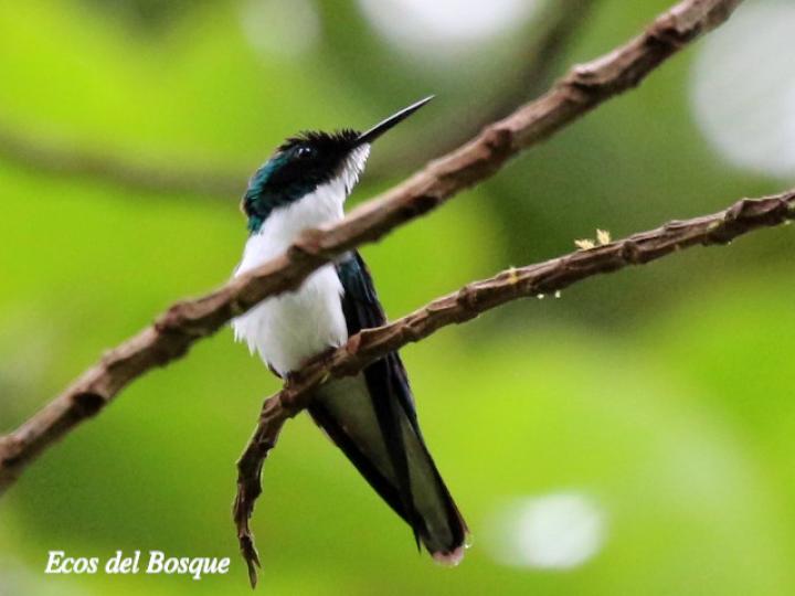 Heliothryx barroti (Colibrí picopunzón)