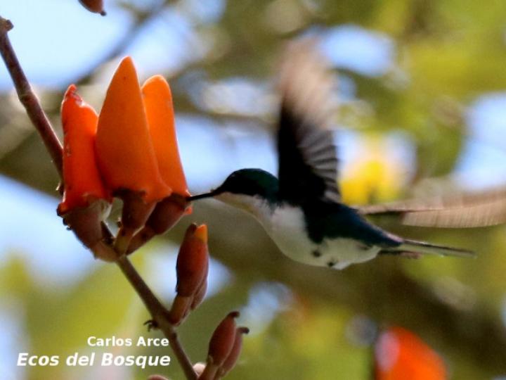 Heliothryx barroti (Colibrí picopunzón)